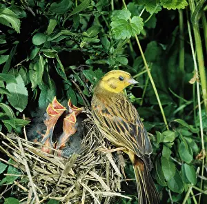 Yellowhammers: YELLOWHAMMER - adult and young at nest