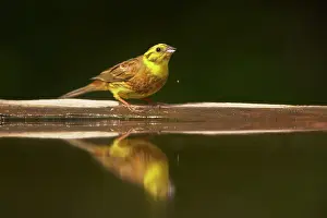 Yellowhammers: Yellowhammer - Drinking at forest pool