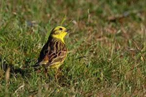 Yellowhammer: Yellowhammer eating grass seedhead