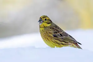 Yellowhammer: Yellowhammer (Emberiza citrinella), sitting on snow-covered