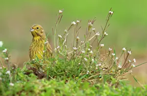 Yellowhammer: Yellowhammer (Emberiza citrinella) adult female foraging on