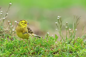 Yellowhammer: Yellowhammer (Emberiza citrinella) adult male foraging on gr