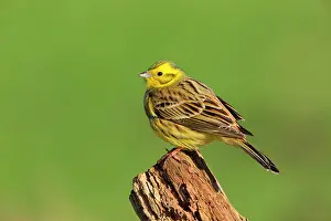 Yellowhammer: Yellowhammer (Emberiza citrinella) adult male perched on a b