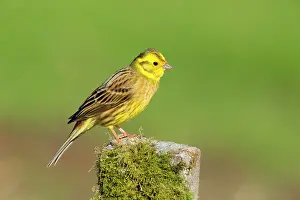 Yellowhammer: Yellowhammer (Emberiza citrinella) adult male perched on a p
