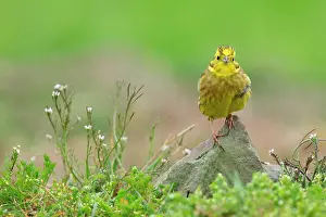 Yellowhammer: Yellowhammer (Emberiza citrinella) adult male perched on a r