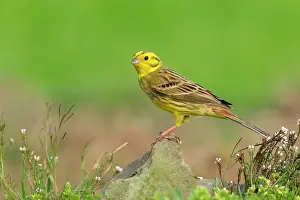Yellowhammer: Yellowhammer (Emberiza citrinella) adult male perched on a r