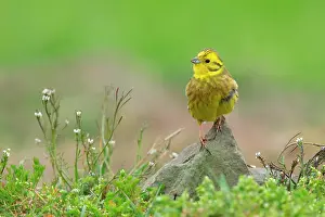 Yellowhammer: Yellowhammer (Emberiza citrinella) adult male perched on a r