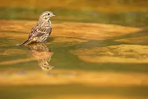 Yellowhammer: Yellowhammer (Emberiza citrinella) bathing, France