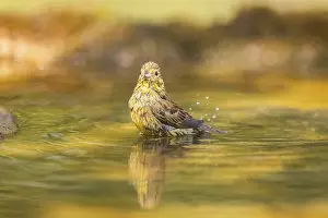 Pool: Yellowhammer (Emberiza citrinella) bathing in a water pool
