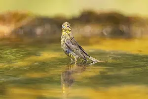 Pictures: Yellowhammer (Emberiza citrinella) bathing in a water pool