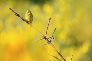 Sound: Yellowhammer (Emberiza citrinella) among the Broom