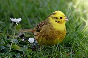 Yellowhammer: Yellowhammer (Emberiza citrinella) by flowers, Nelson