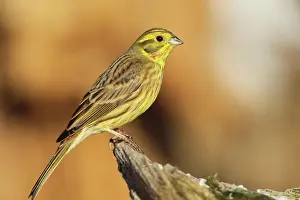 Sparrow: Yellowhammer (Emberiza citrinella) male, Allgcu
