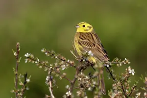Yellowhammer: Yellowhammer (Emberiza citrinella) male perched