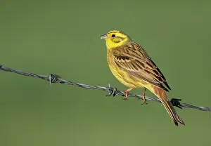 Yellowhammer: Yellowhammer (Emberiza citrinella) male perched