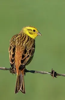 Yellowhammer: Yellowhammer (Emberiza citrinella) male perched