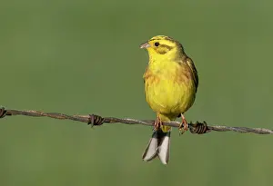 Yellowhammer: Yellowhammer (Emberiza citrinella) male perched
