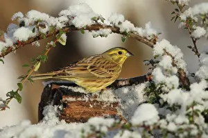 Sparrow: Yellowhammer (Emberiza citrinella) male in the snow