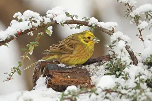 Sparrow: Yellowhammer (Emberiza citrinella) male in the snow