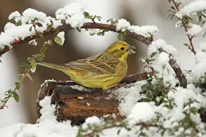 Sparrow: Yellowhammer (Emberiza citrinella) male in the snow