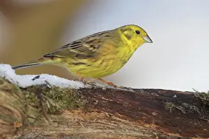 Sparrow: Yellowhammer (Emberiza citrinella) male at winter