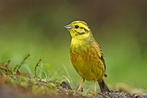 Yellowhammer: Yellowhammer (Emberiza citrinella) portrait, Th