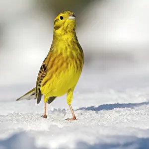 Yellowhammer: Yellowhammer (Emberiza citrinella), runs in snow