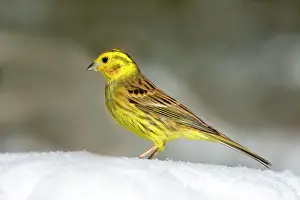 Yellowhammer: Yellowhammer (Emberiza citrinella) sitting in the
