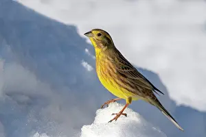 Yellowhammer: Yellowhammer (Emberiza citrinella), sitting in the
