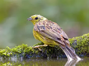 Sparrow: Yellowhammer (Emberiza citrinella), sitting on a