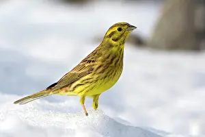 Yellowhammer: Yellowhammer (Emberiza citrinella) in the snow