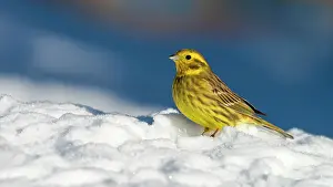 Sparrow: Yellowhammer (Emberiza citrinella) in the snow
