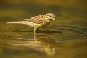 Pool: Yellowhammer (Emberiza citrinella) at a water pool