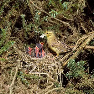 Begging: Yellowhammer - female feeding chicks at nest