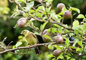 Yellowhammer: Yellowhammer - female in pear tree