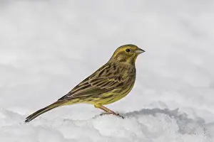 Yellowhammer: Yellowhammer - female in snow - Sweden