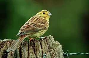 Yellowhammers: Yellowhammer - On fence post
