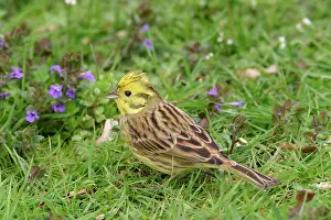 Yellowhammers: Yellowhammer - On ground in plants feeding side