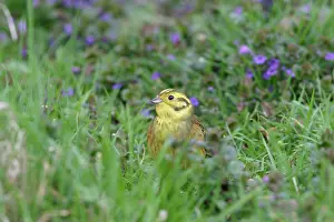 Yellowhammers: Yellowhammer - On ground in plants feeding front view