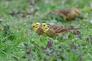 Yellowhammers: Yellowhammer - Two on ground in plants feeding side view