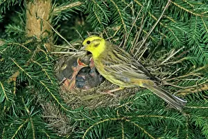Yellowhammers: Yellowhammer - male bird tending chicks at nest