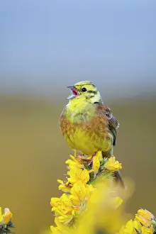 Yellowhammers: Yellowhammer - male - on gorse