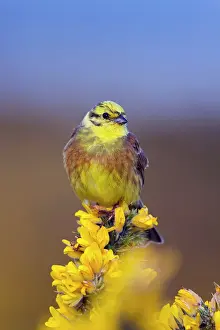 Yellowhammers: Yellowhammer - male on Gorse