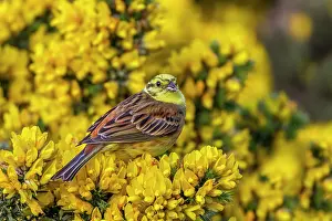 Gorse: Yellowhammer - Male - on Gorse - UK
