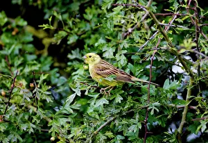 Yellowhammer: Yellowhammer - male in hedgerow