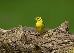 Yellowhammer: Yellowhammer male perched on log May Cannock Chase