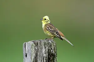 Yellowhammers: Yellowhammer - male perched on post