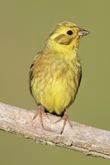 Yellowhammer: Yellowhammer - male perched on a twig - Germany
