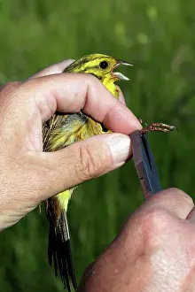 Yellowhammers: Yellowhammer - Male being ringed