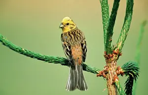 Yellowhammers: YELLOWHAMMER - Male on singing perch